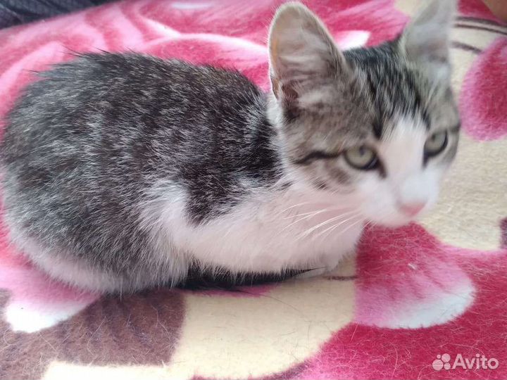 Котенок в добрые руки