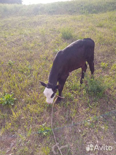 Телята телочки 2и4 месяца