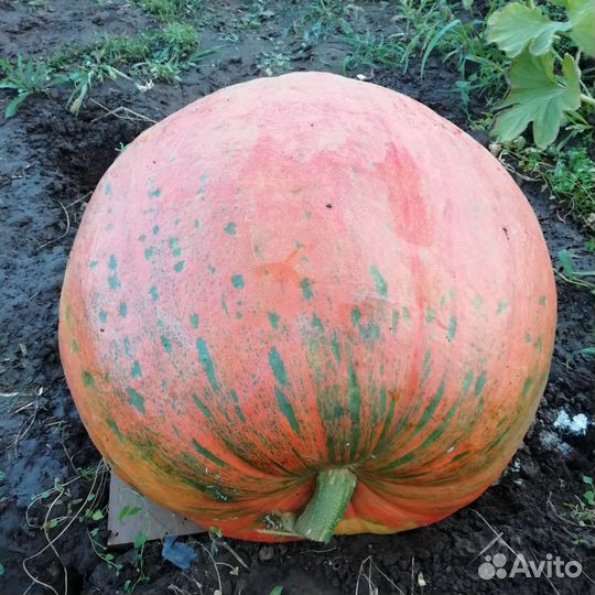 Семена тыквы Атлант