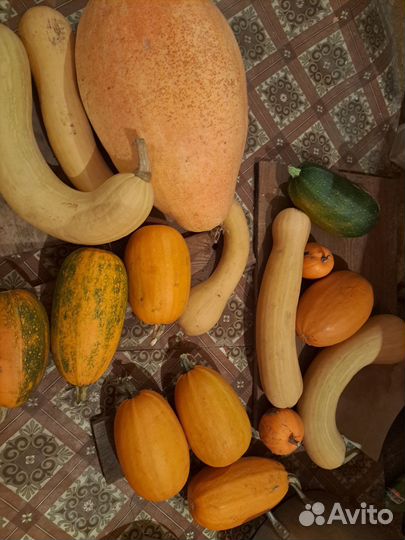 Тыква свежая