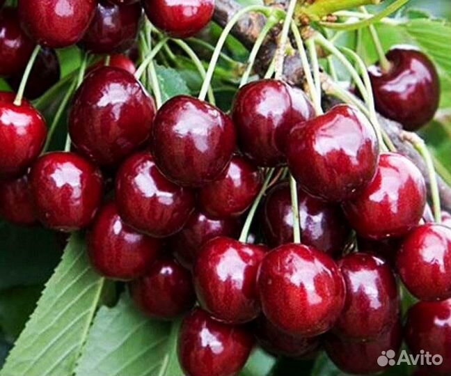 Саженцы Черешни Регина