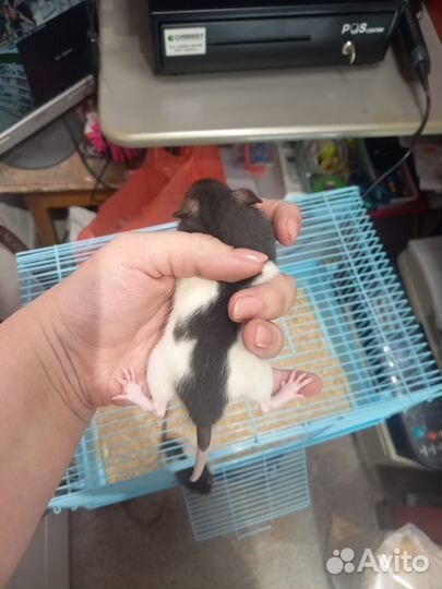 Крыса дамбо бесплатно