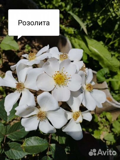 Роза