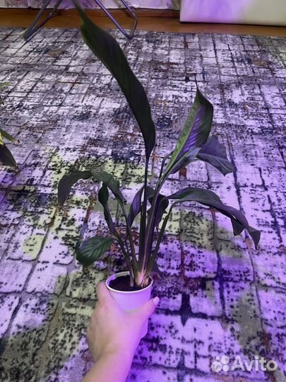 Спатифиллум