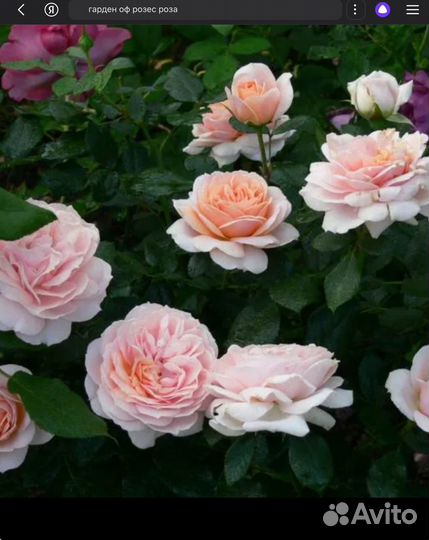 Роза Гарден оф розес