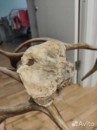 Продам рога оленя