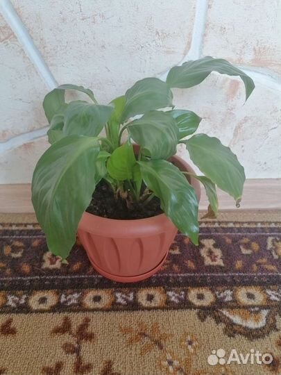 Спатифиллум