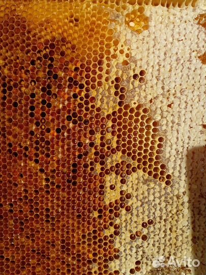 Перга пчелиная