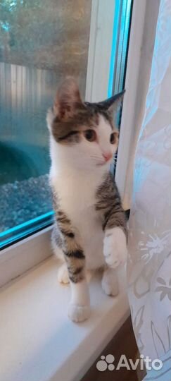 Котёнок богатка