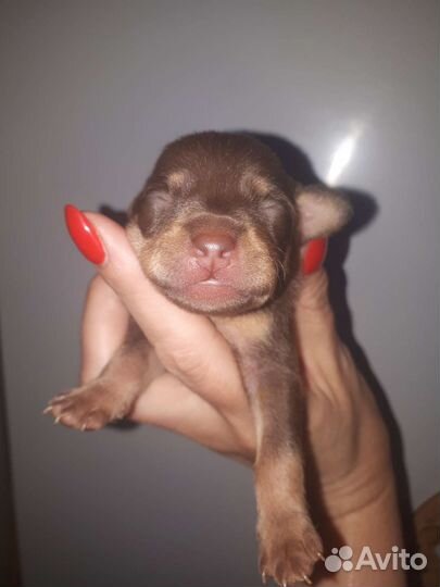 Мини Русский той