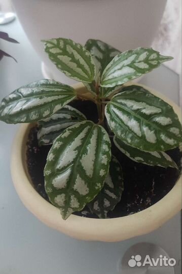 Пилея кадье