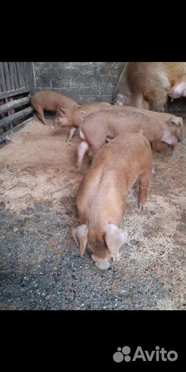 Поросята породы дюрок