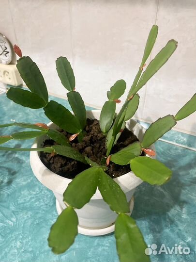 Комнатные цветы