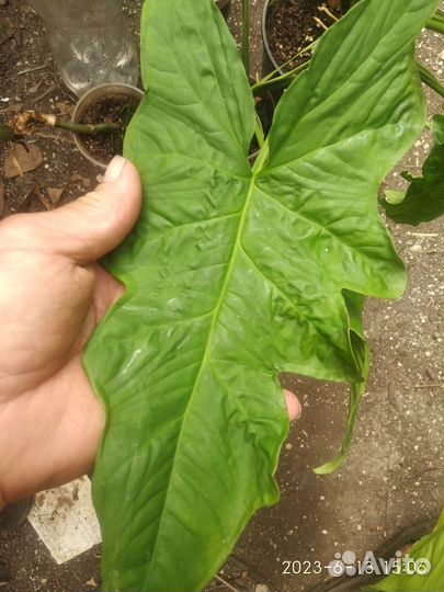 Сингониум Австралия (Syngonium SP.(t06) Australia)