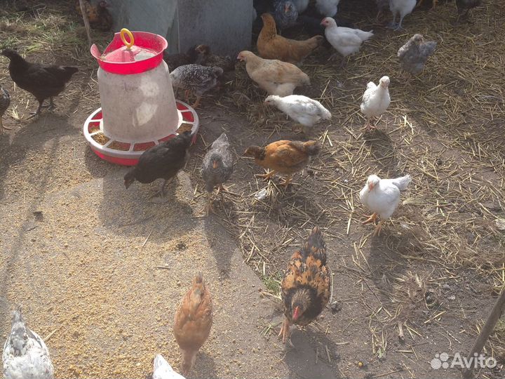 Петушки для откорма и разведения
