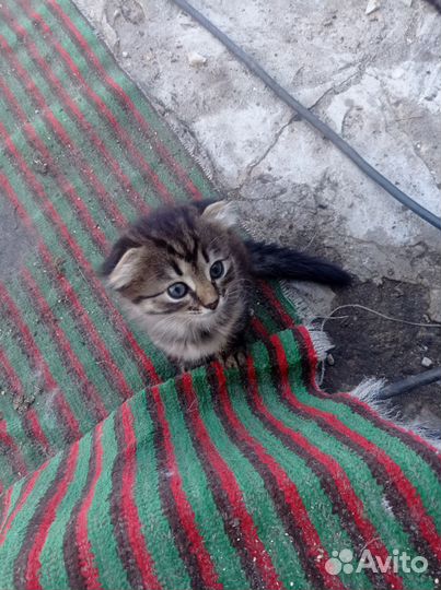 Котята в хорошие руки