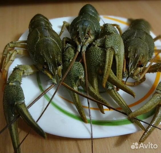 Живые раки с доставкой