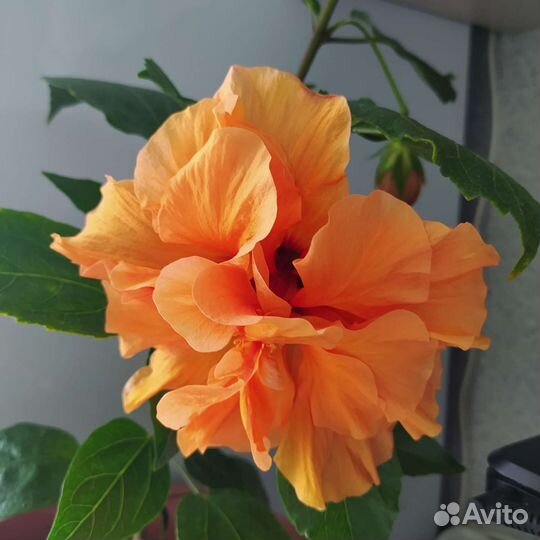 Гибискус оранжевый