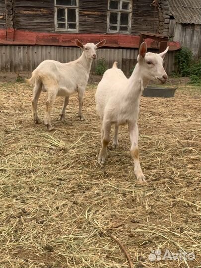 Козочка и козлик на племя, козье молоко и сыр