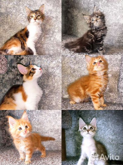 Котята мейн-кун