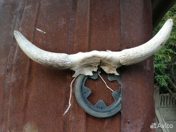 Крупно рогатый скот