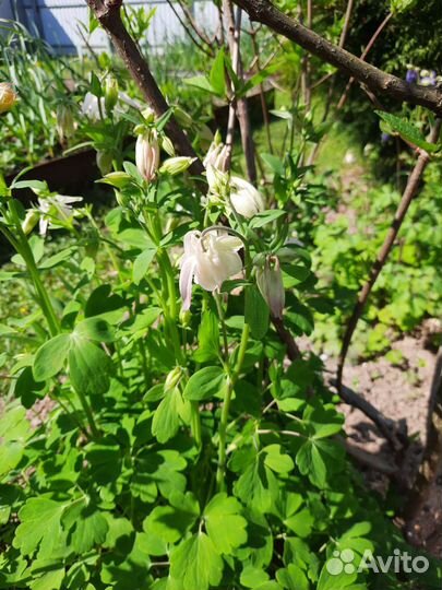 Колокольчик точечный,аквилегия махр., жасмин (чубу
