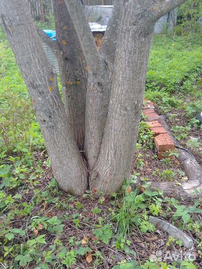 Маньчжурский орех (дерево)