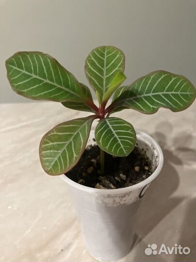 Продам цветы