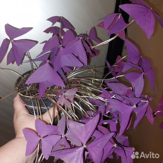 Оксалис (Кислица), Спатифилиум