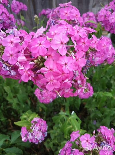Флоксы розовые