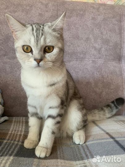 Британская кошка бесплатно