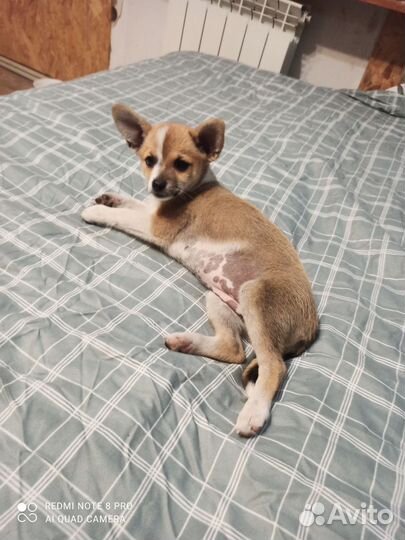 Помчи -той-терьер