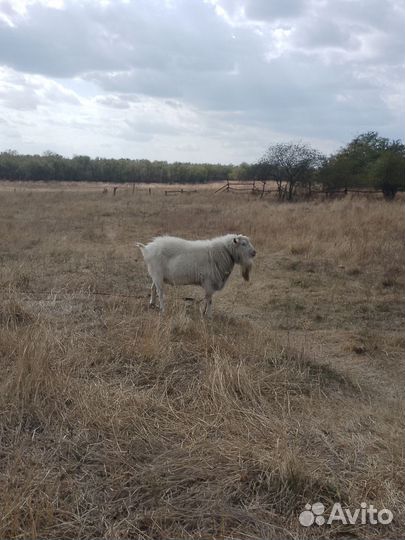Козёл, и две козочки