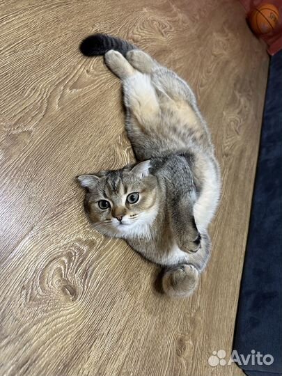 Шотландский котёнок