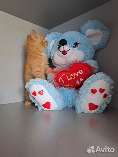 Котики ищут дом