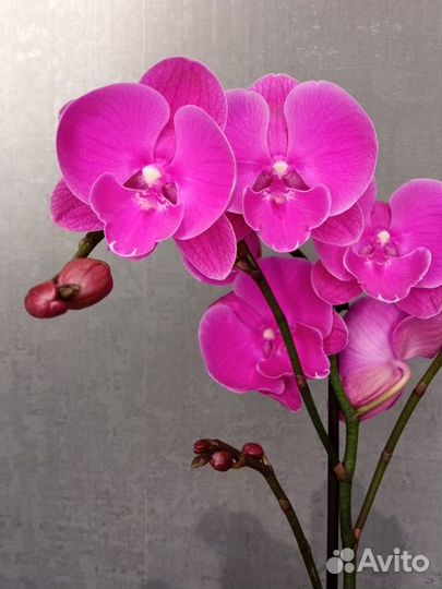 Орхидея фаленопсис