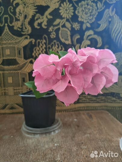 Комнатные цветы