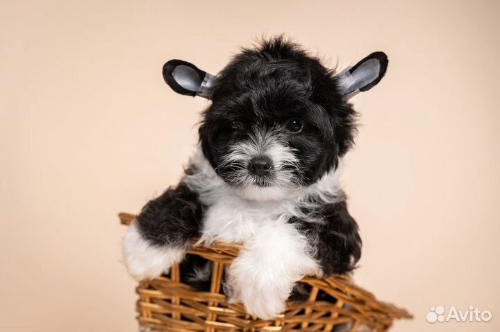 Щенки китайской хохлатой собаки