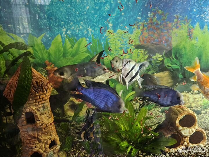 Рыбы, Голубые дельфины