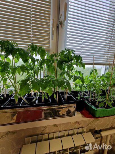 Рассада помидоров томатов