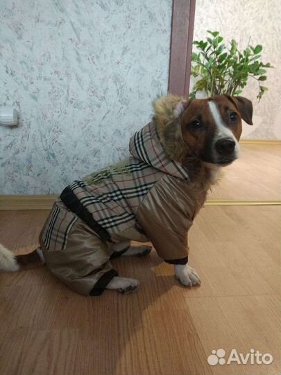 Вязка.Джек Рассел терьер