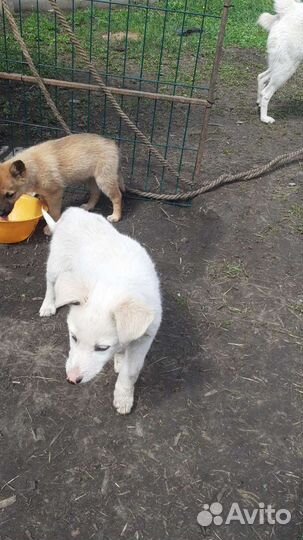 Собаки в дар бесплатно