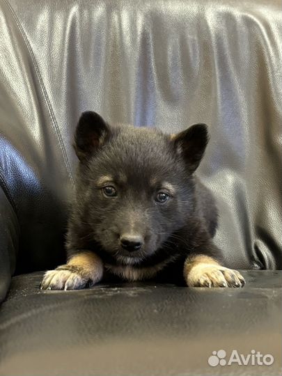 Щенки в добрые руки