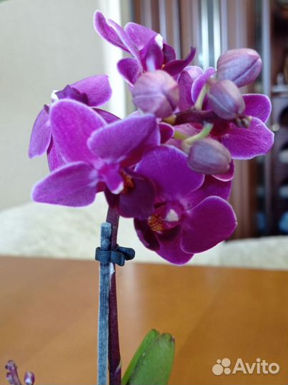 Орхидея фаленопсис мини 2-3 цветоноса