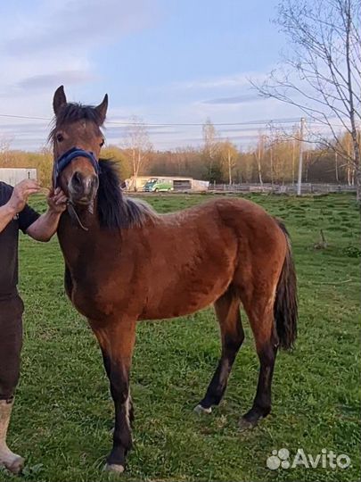 Жеребец 50% русский тяжеловоз