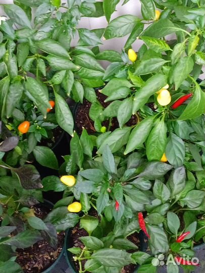 Комнатные домашние растения