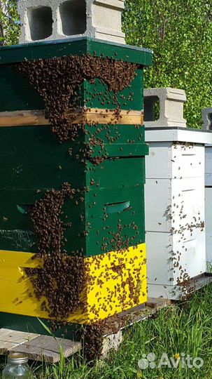 Пчелы и улья