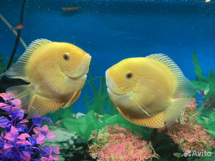 Аквариумные рыбы