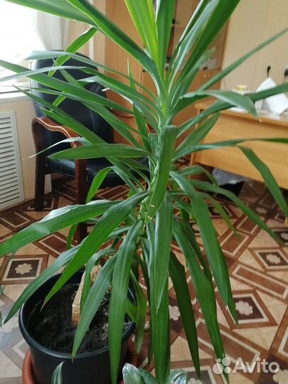 Домашний цветок