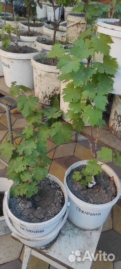 Саженцы винограда